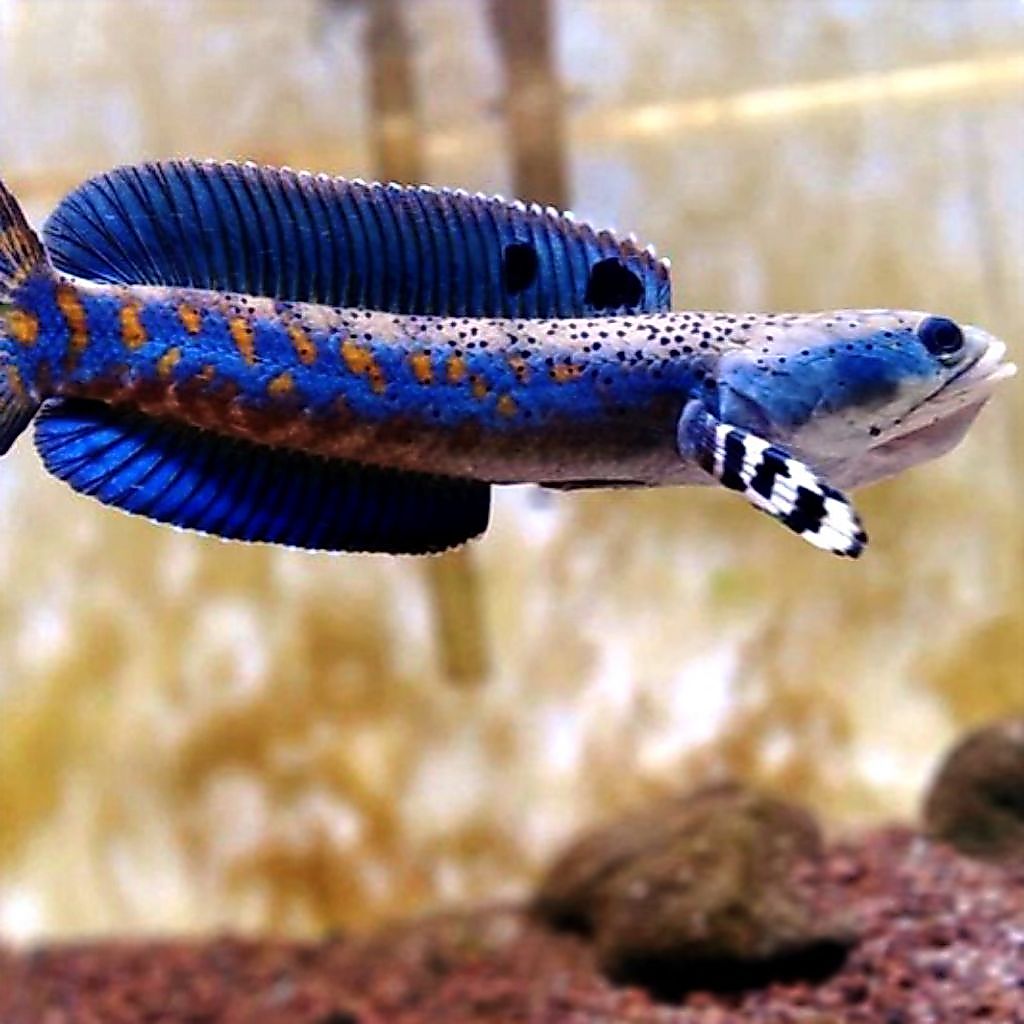 BONUS PAKAN CHANNA BLUE PULCHRA 6-7 CM