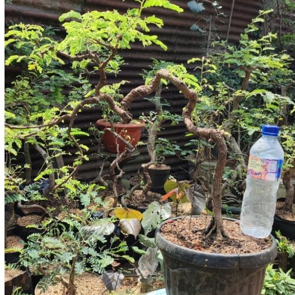 bonsai asem jawa prokar meliuk