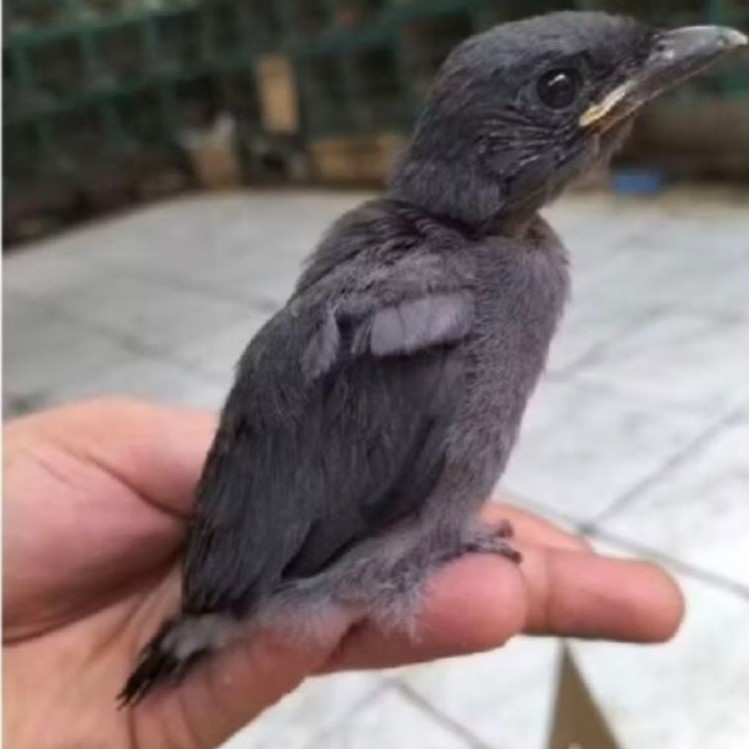 Burung srigunting abu anak lolohan pilihan