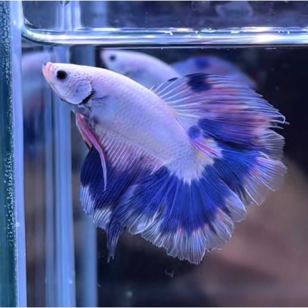 cupang hmdt flamingo double tail grade A++