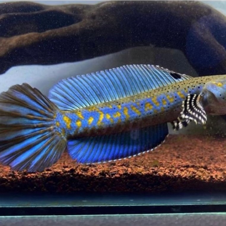 PULCRA SPEK KONTES JOS JIS 8-15CM ( BISA COD )