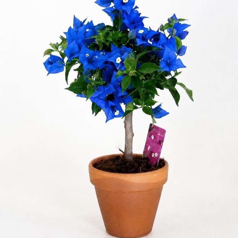 promooo tanaman hias bugenvil - bugenvil biru