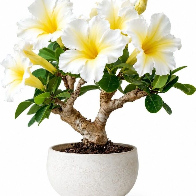 promoo tanaman hias adenium tumpuk - adenium tumpuk