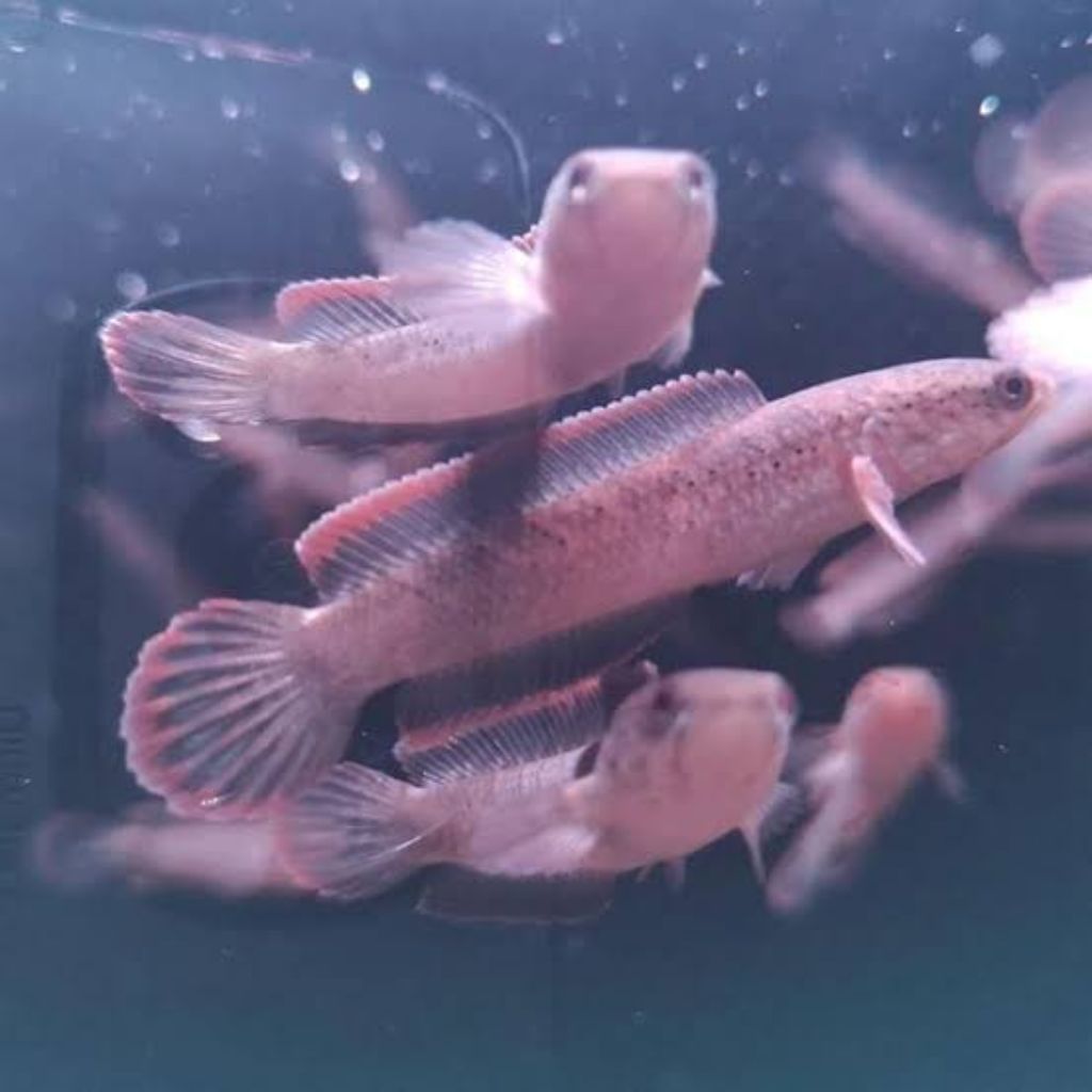Ikan Channa Limbata WC Size 8-10cm