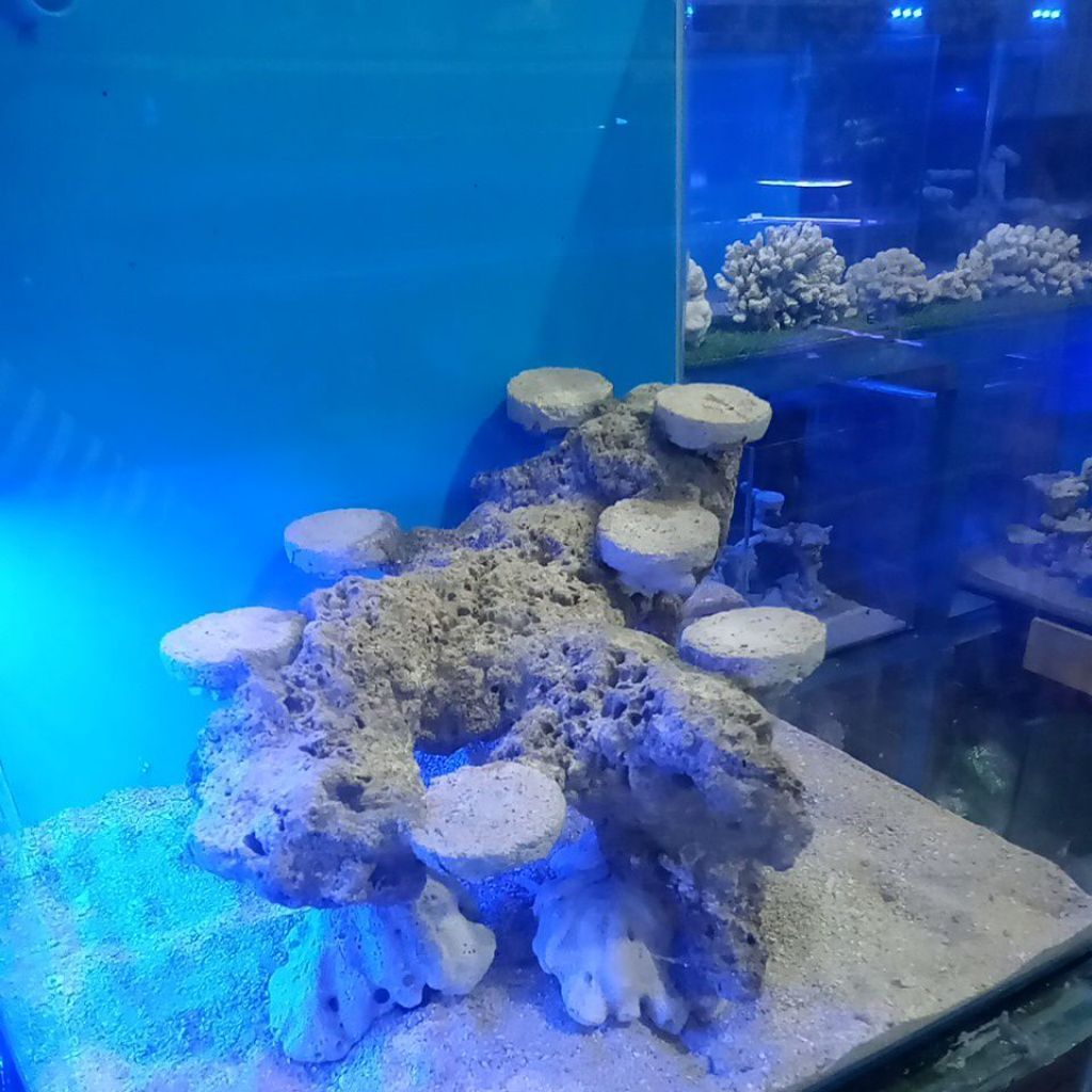 Scaping Deadrock/Batu Karang Rangkai