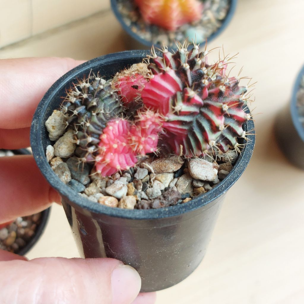 Miha New Hybrid Varigata Seedling Warna Cakep / Miha Varigata