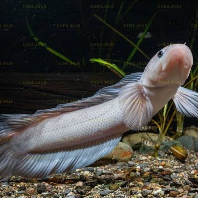 asiatica leucistic pakan ikan hias bergaransi 100%