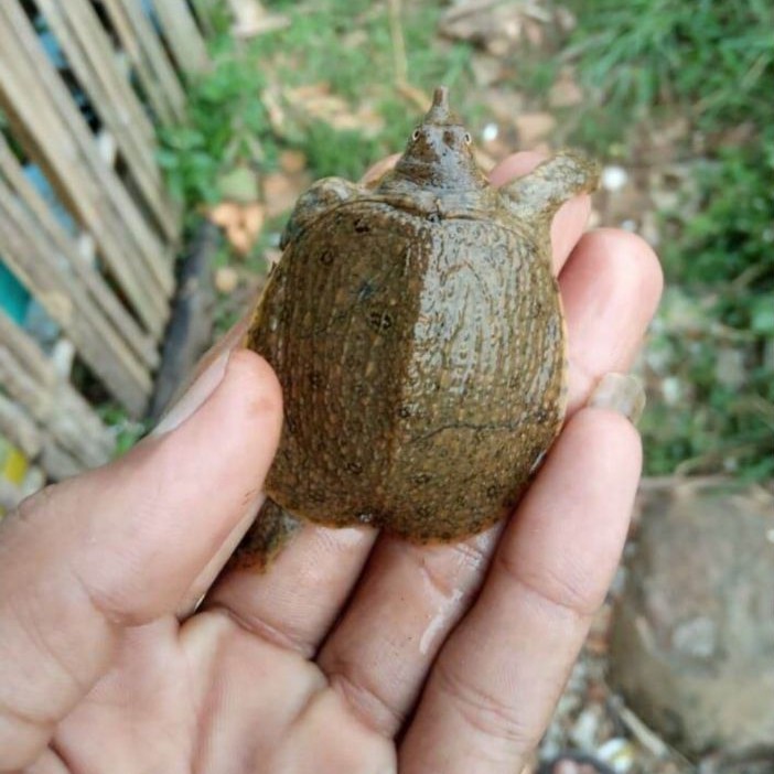 kura kura bulus/labi labi