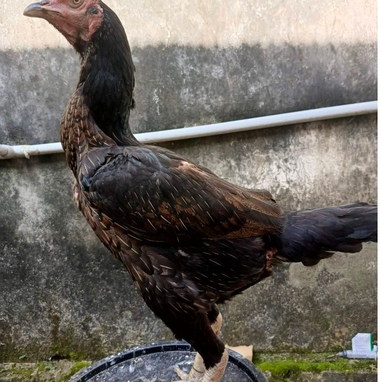 anakan ayam birma betina