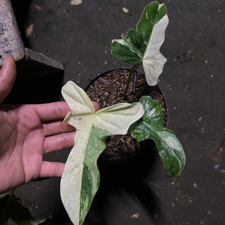 Tanaman Hias Philodendron Golden Dragon Variegata / philo dragon variegata