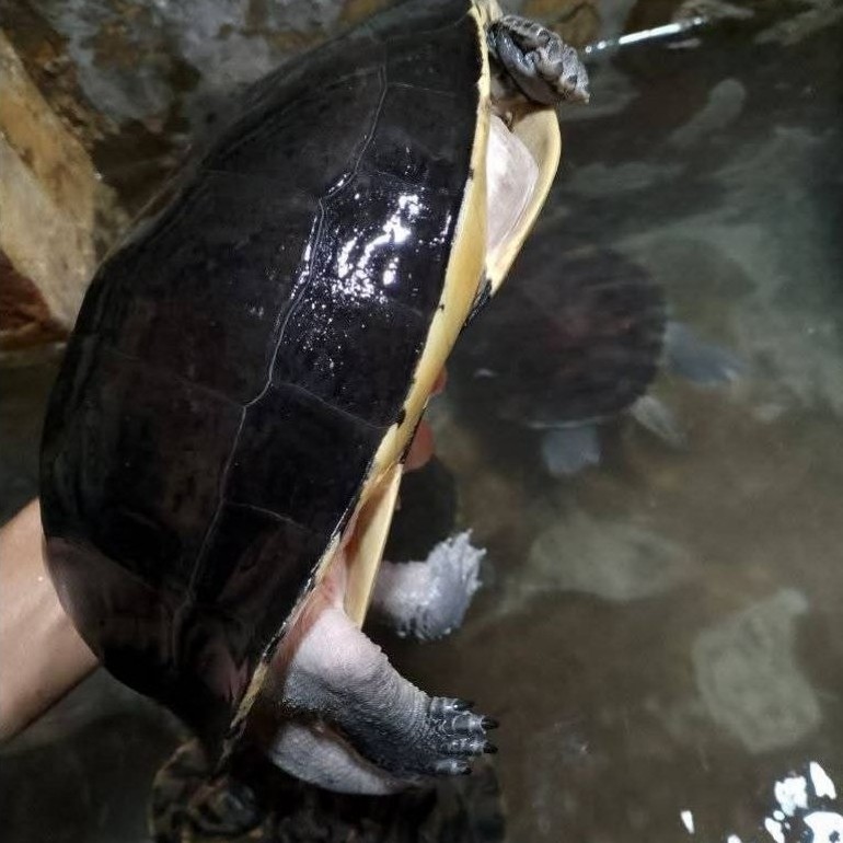 Makanan Pakan Pelet Ikan Kura Kura Ambon Batok Dewasa Indukan Betina Jantan Turtle Jumbo Mainan Anak