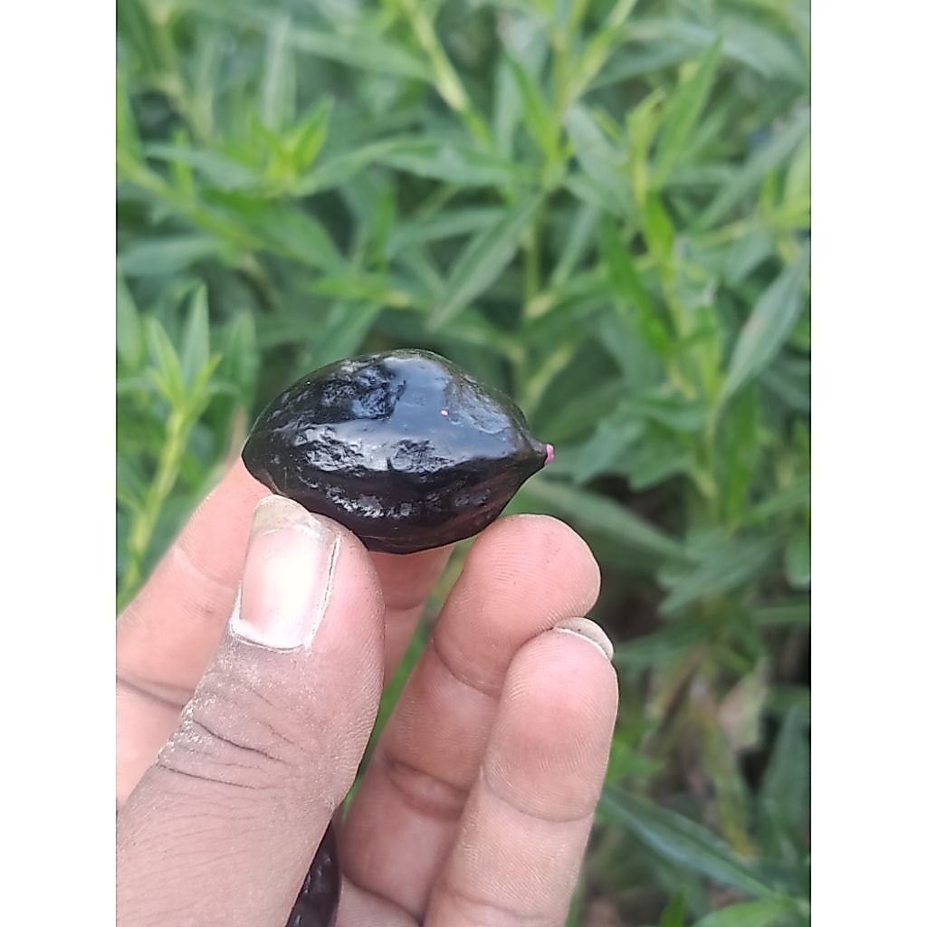 MUNCANG KEMIRI ADU-JAYANTI CRM