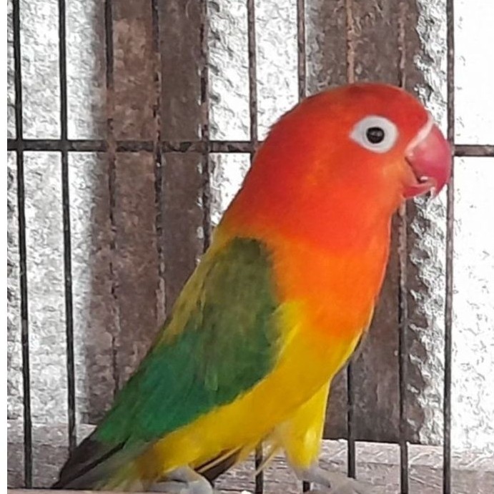 BURUNG LOVEBIRD BIOLA EWING GREEN SATUAN "burung sesuai foto"