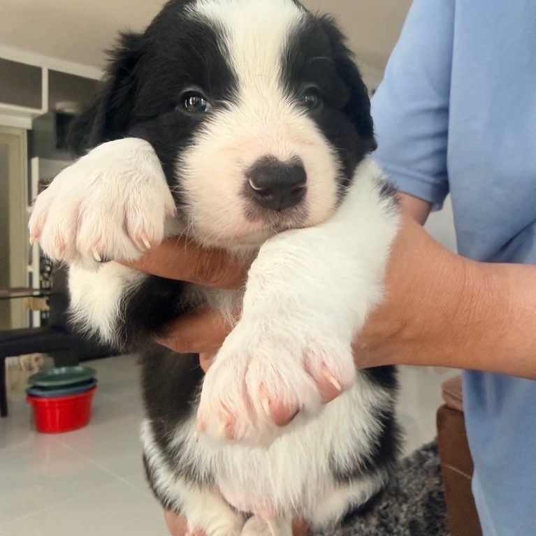 border collie puppy jantan