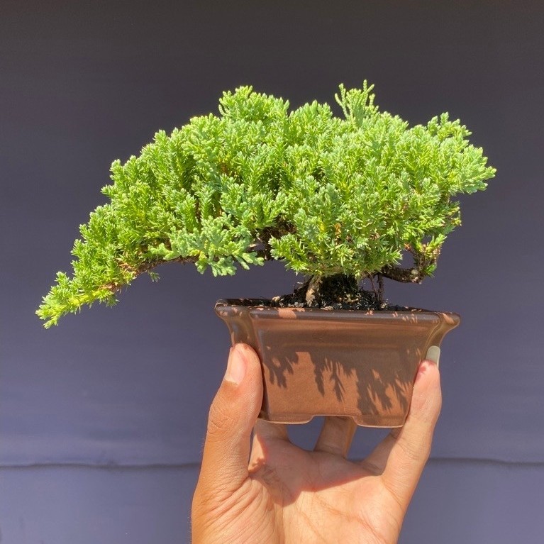 bonsai cemara dwarf / juniperus procumbens siap pajang