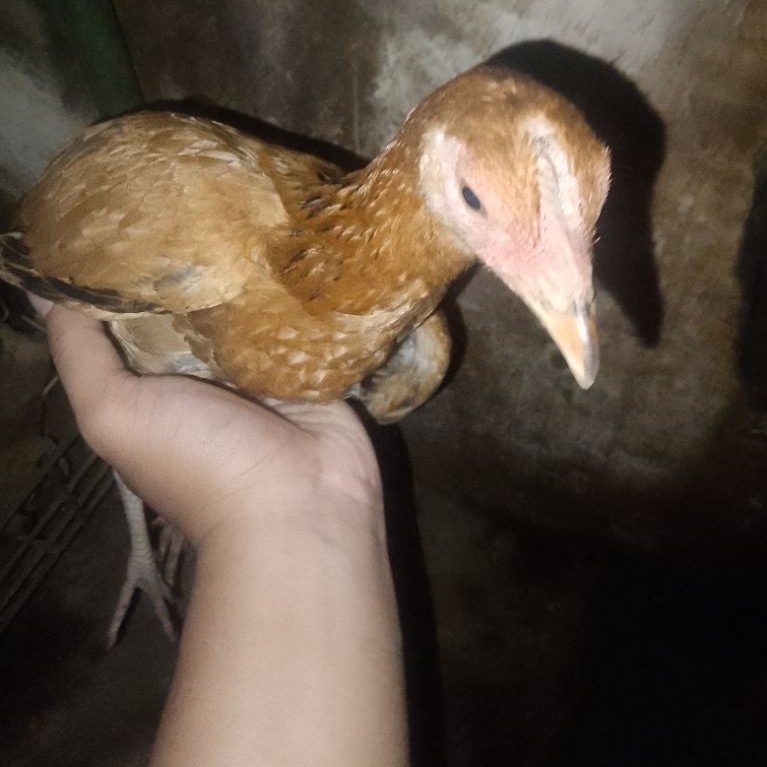 kirim instan  ayam dara harga per ekor usia 5 bulanan murah ayam kampung