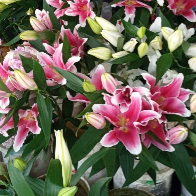 Flower- Bunga Lily //Lily Casablanca//Bunga Ngi