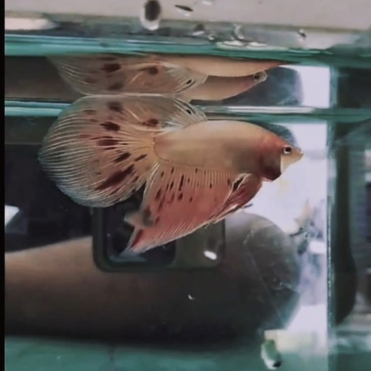 Cupang VEILTAIL ARMAGEDDON BIG SIZE . Ccok buat indukan BUKAN masih ANAKAN / Bukan masih bahan  ((( 