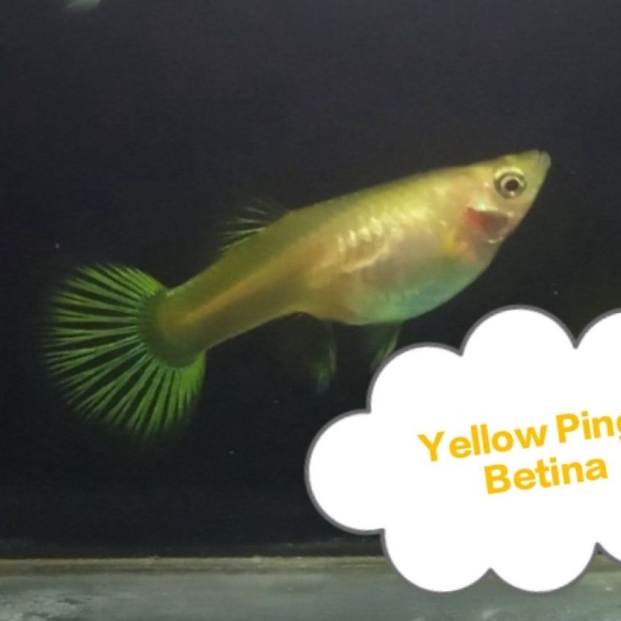 Guppy Betina Yellow pingu