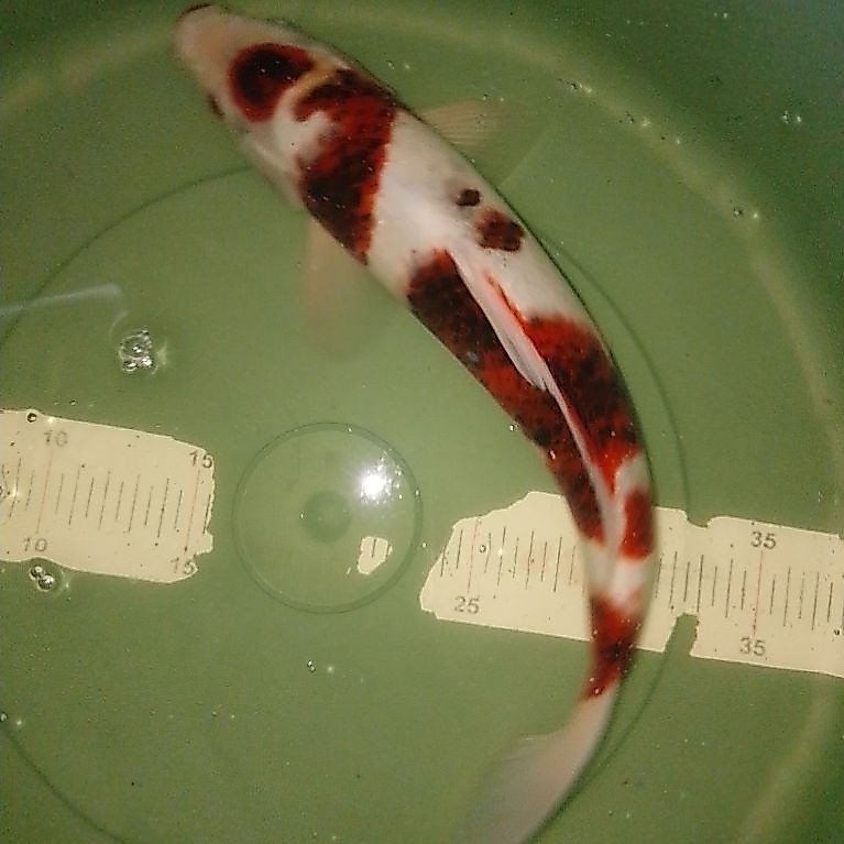 Ikan koi jenis Budo Goromo warna coklat 34cm