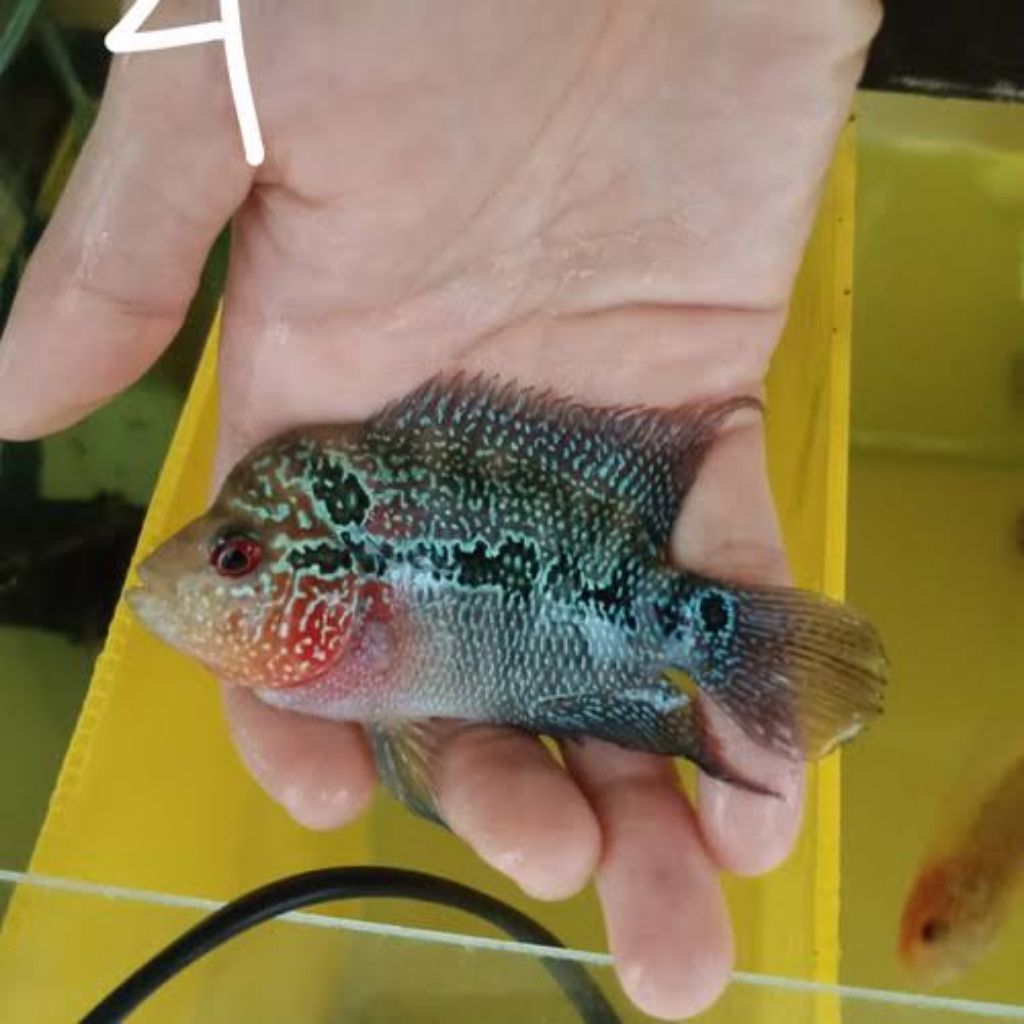TERMURAH ikan hias lohan SRD, ikan hias air tawar, aquarium aquascape