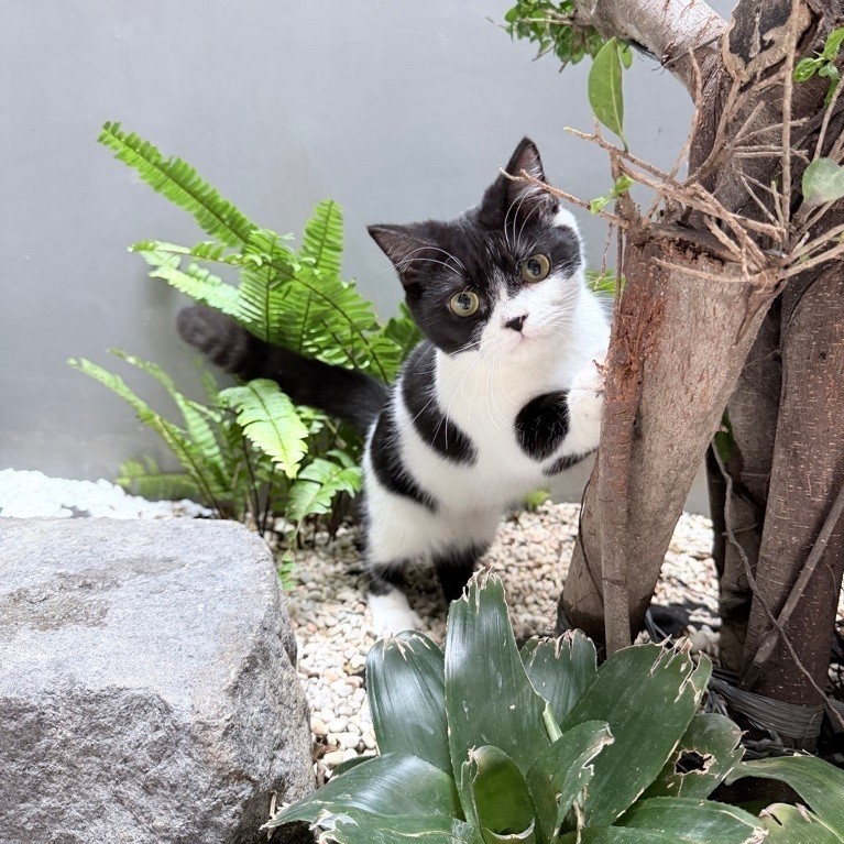 kucing Munchkin