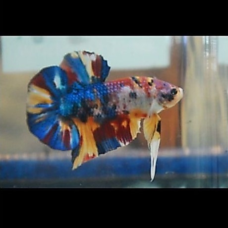 Ikan Cupang Halfmoon dan Plakat Multicolor Berkualitas