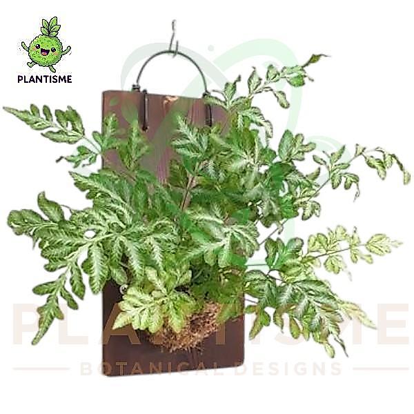 Wall of Fame Tanaman Pteris Cretica Fern Variegated Pteris Cretica 'Variegata' Mounting Board Plant