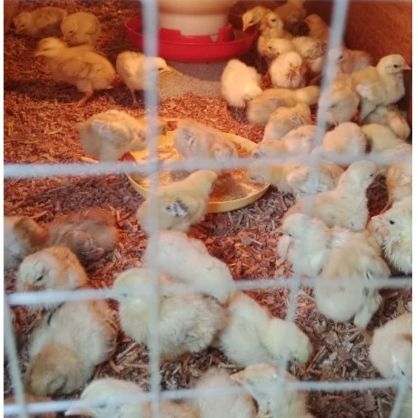 bibit (DOC) ayam elba kampung petelur 1 box