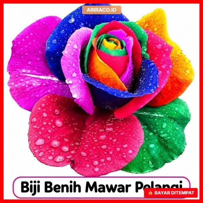 Benih Bibit Biji Bunga Mawar Pelangi Rainbow Rose Seeds (Isi 5 biji)
