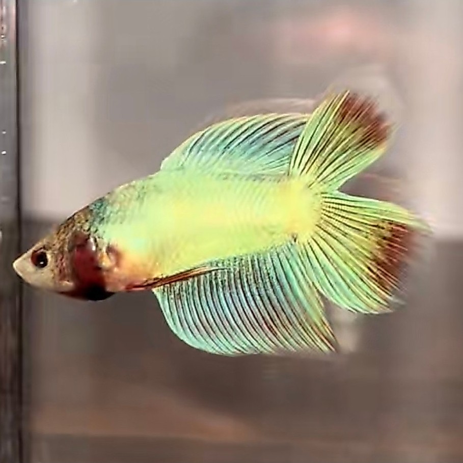 cupang veiltail double tail aurora vtdt grade A++