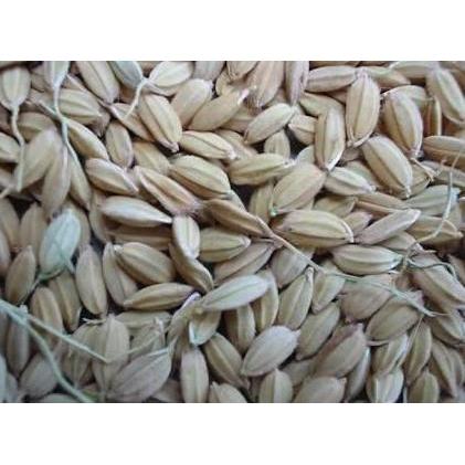 GABAH LAMPUNG / GABAH BANGKOK KECIL 300 GRAM