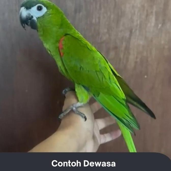HANS MACAW PARROT BURUNG JINAK
