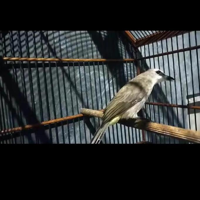 Burung Trucuk Kebo Jatim Sudah Rajin Bunyi dan Makan Pur