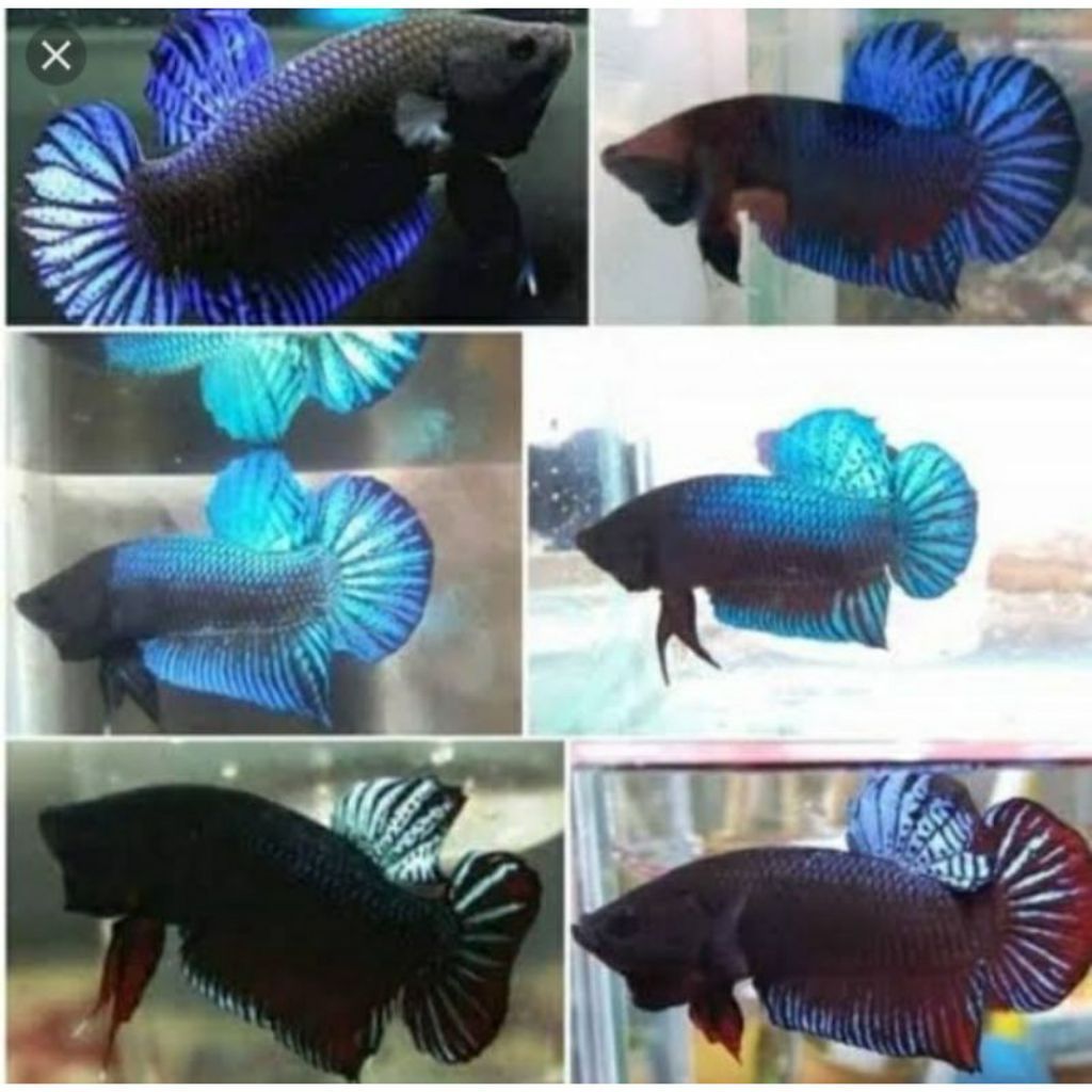 Ikan Cupang Bagan Aduan Hias Murah Ganas