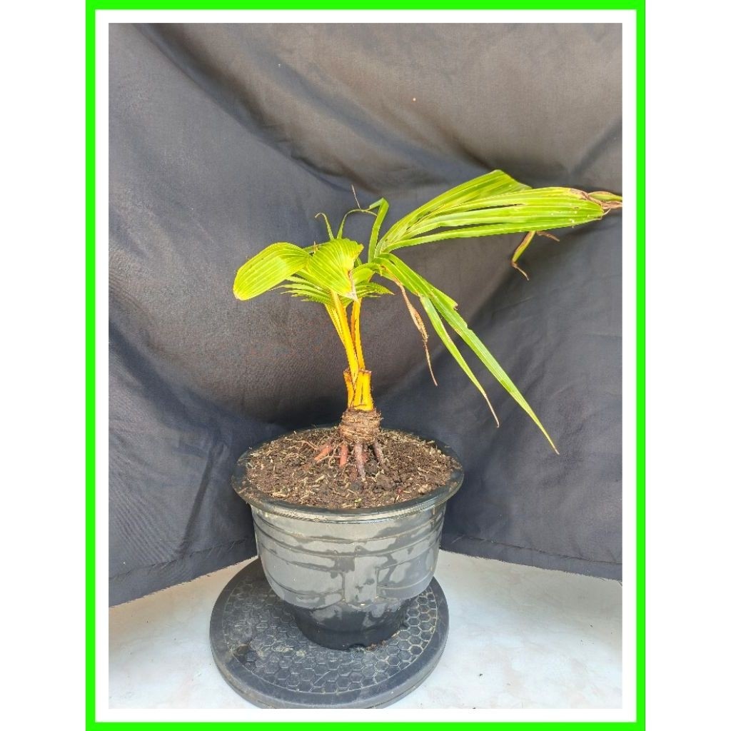 Bonsai mini kelapa gading oren