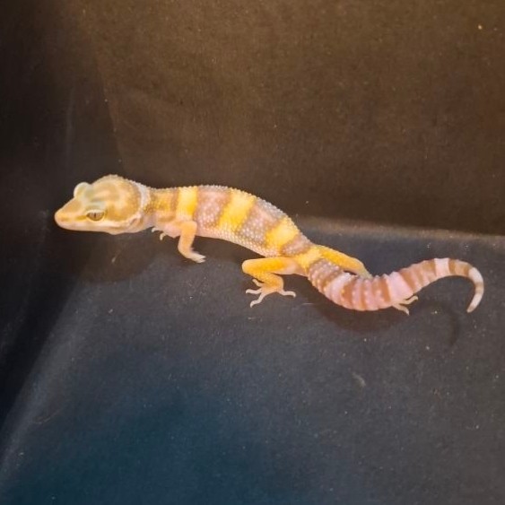 Leopard Gecko Female - Tremper Lavender ph Eclipse - Usia Juve Betina Sehat Mulus HG060