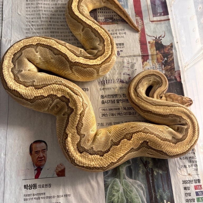 BALL PYTHON KINGPIN (PINSTRIPxLESSER) FEMALE CAKEP