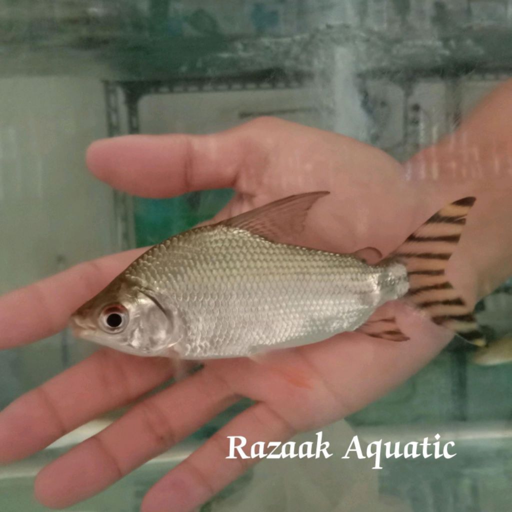 Ikan Yellow Feifeng yff pembersih terbaik 10-13cm