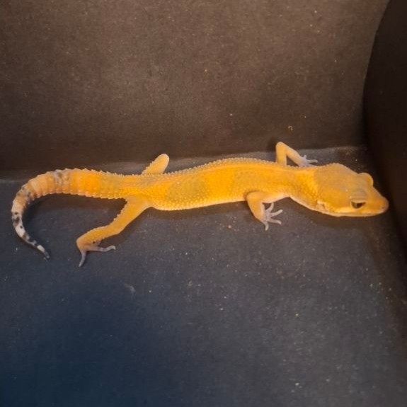 Leopard Gecko Female - Dark SHTCT - Usia Dewasa Adult Betina Sehat Mulus HG103