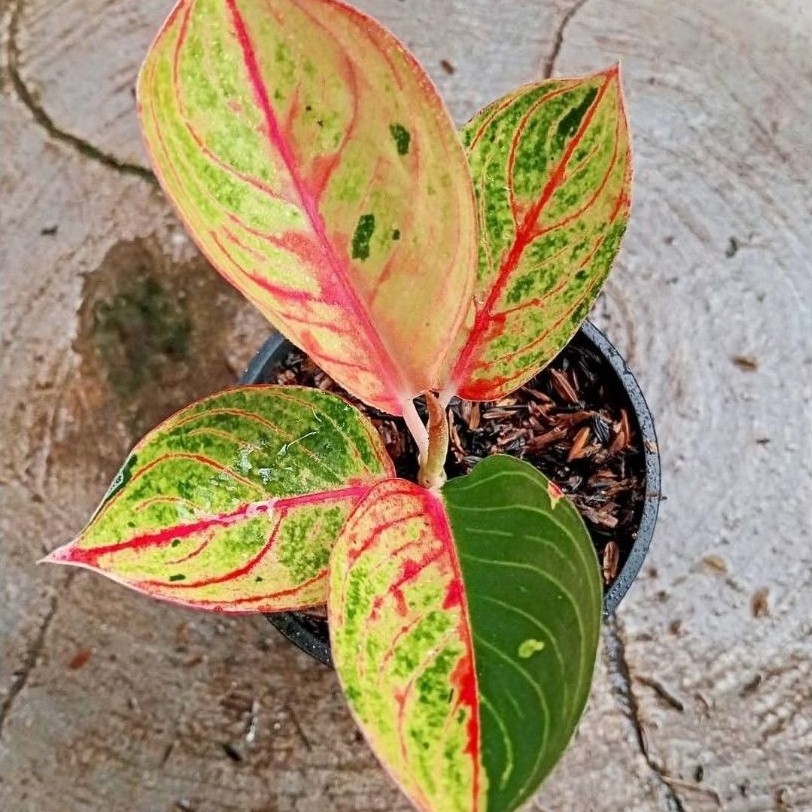 Aglonema Goliath Merah - Tanaman Hias Hidup