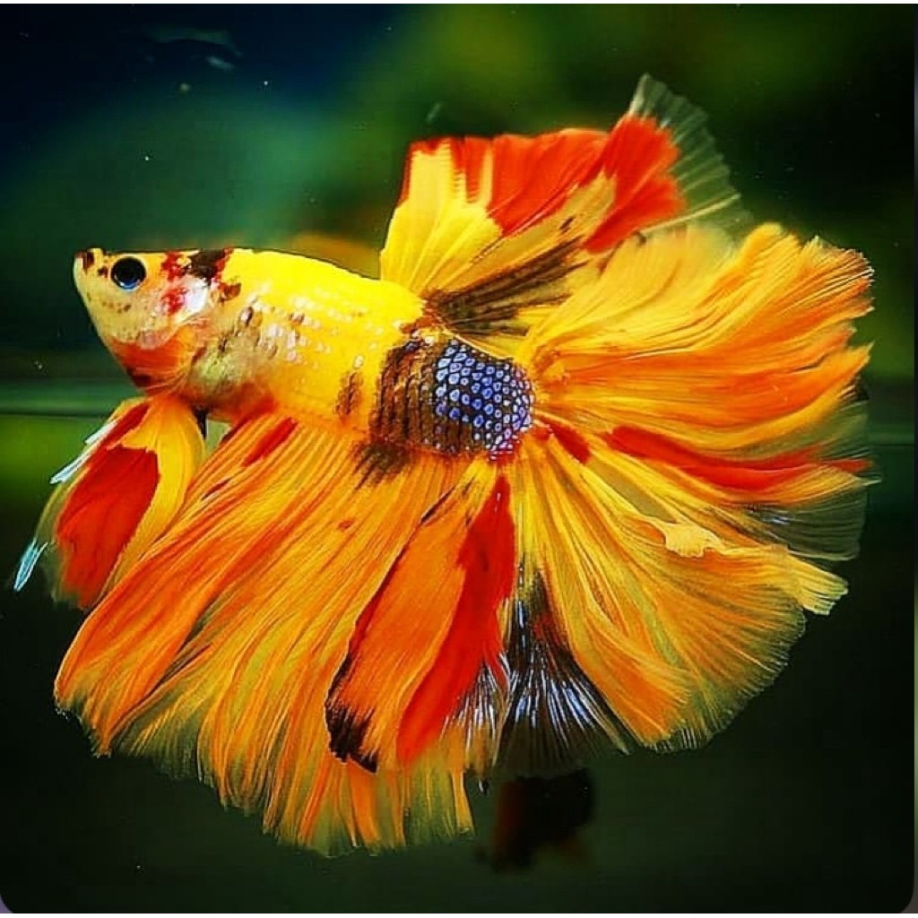 cupang halfmoon nemo warna indah, kualitas paling bagus