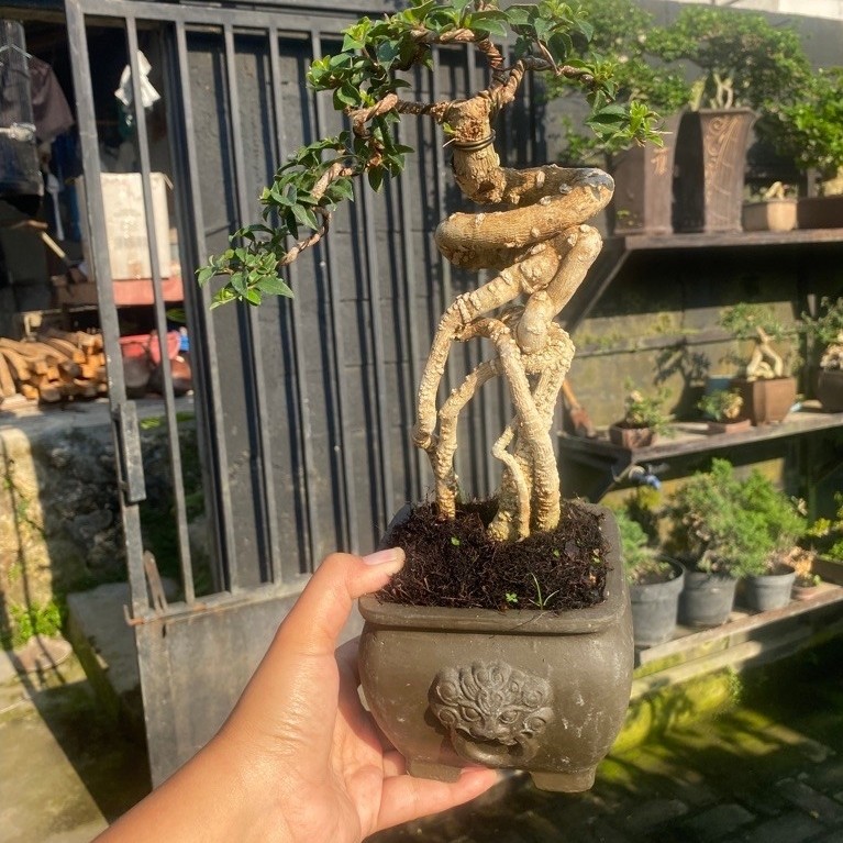 bonsai sakura micro