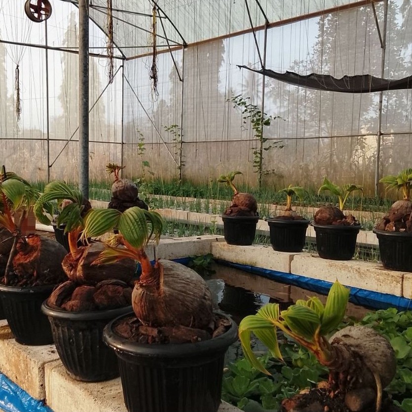 bonkla (bonsai kelapa) gading