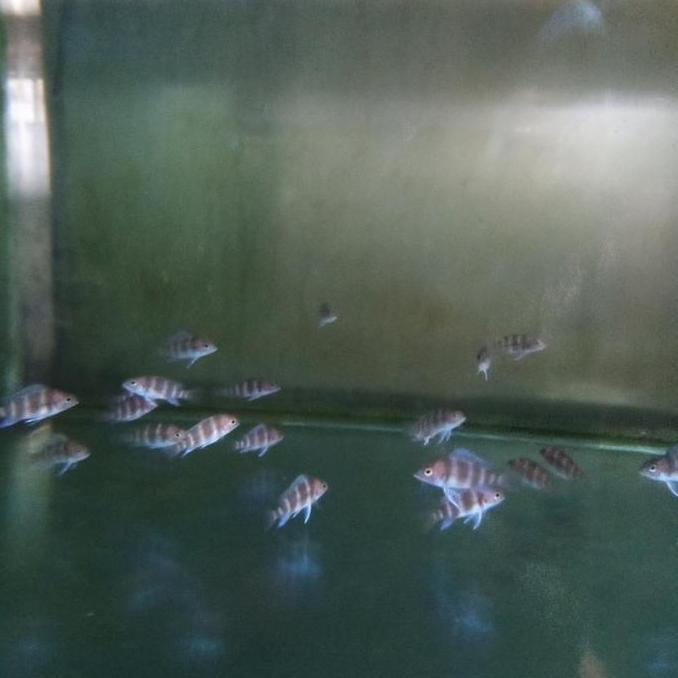 frontosa burundi cichlid frontosa