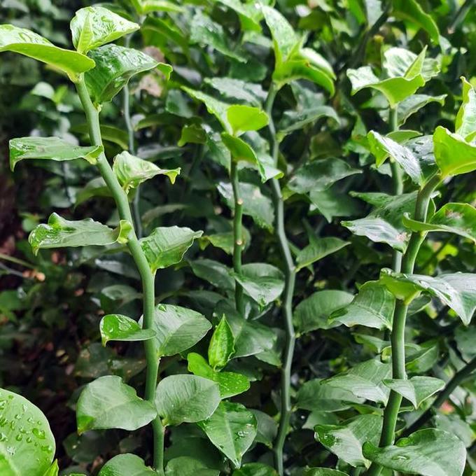 Promo Zig Zag Zigzag Plant Patah Tulang Euphorbia Tirucalli Tanaman 1020 Diskon