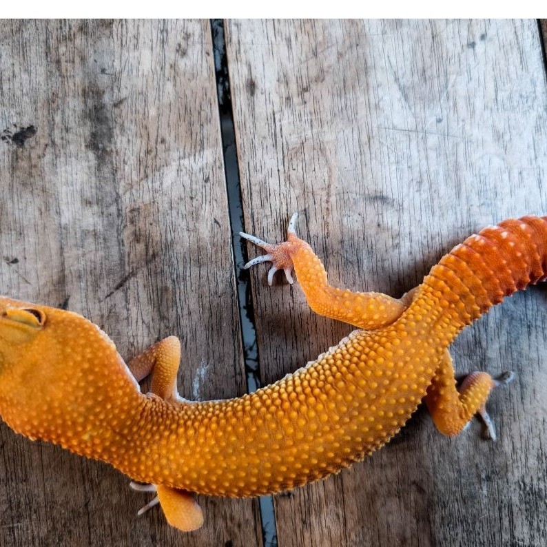 MAINAN GECKO SHTCTB ADULT