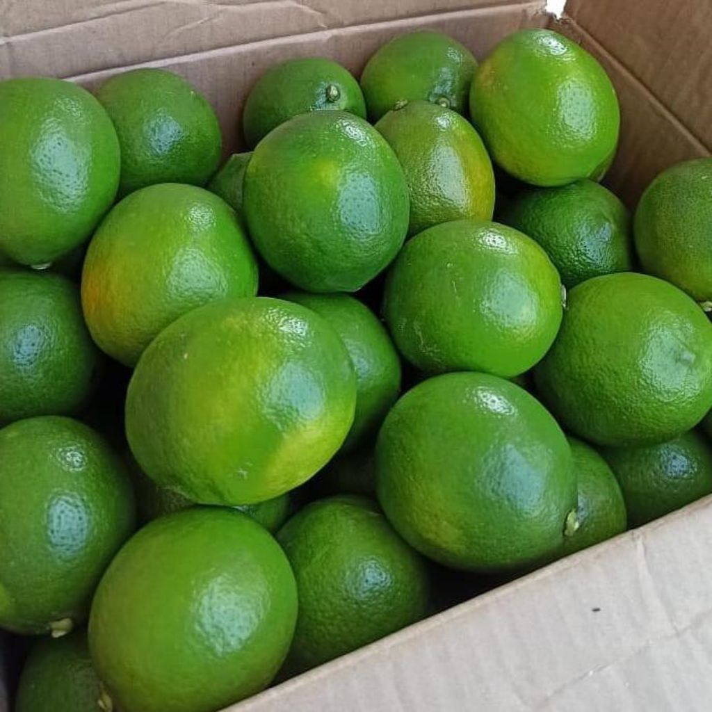 BEST SELLER JERUK LEMON CALIFORNIA SEGAR 2 KG HIJAU