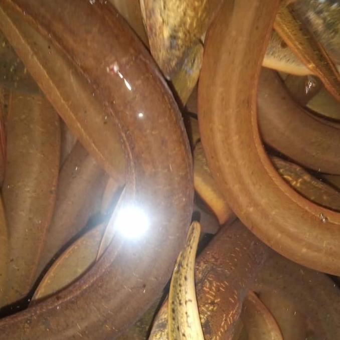 Belut hidup segar/belut sawah/ikan belut