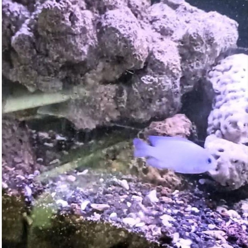 ikan betok laut